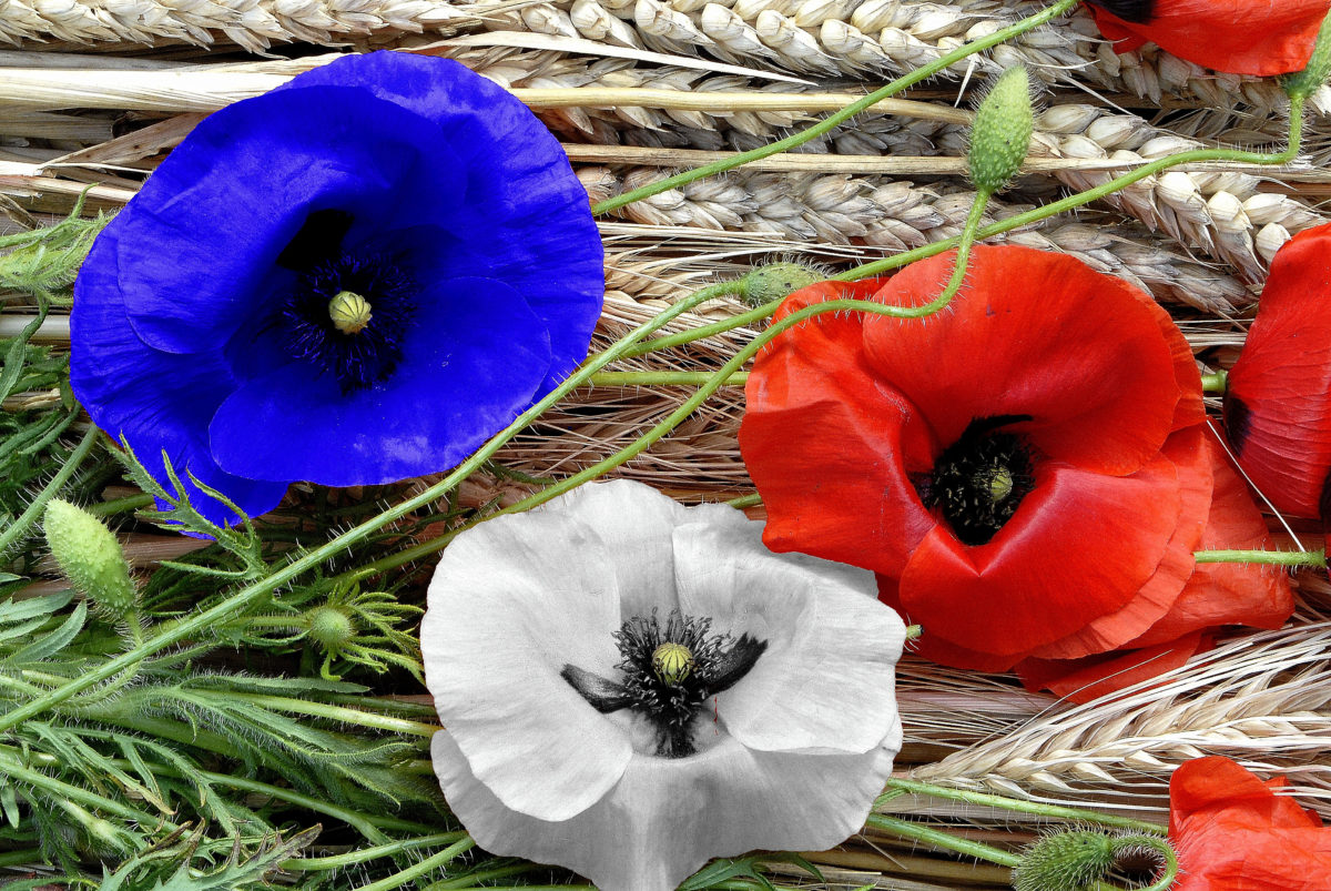 coquelicots bleu blanc rouge fleurs blé nature
