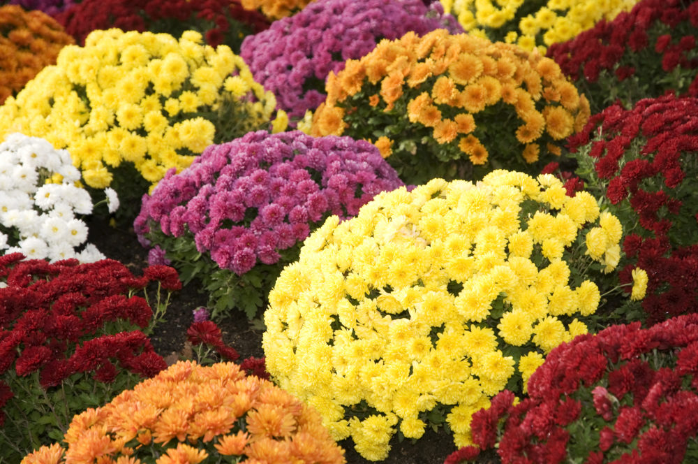 fleurs chrysanthèmes bouquets fleuris
